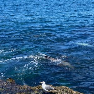 Meet your Posher, Abigail